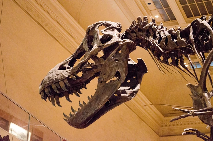 head of a Tyrannosaurus Rex in the Museum of Natural History