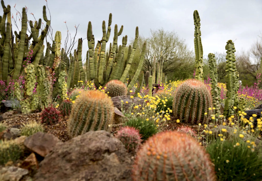 cacti at the Arizona-Sonora Desert Museum