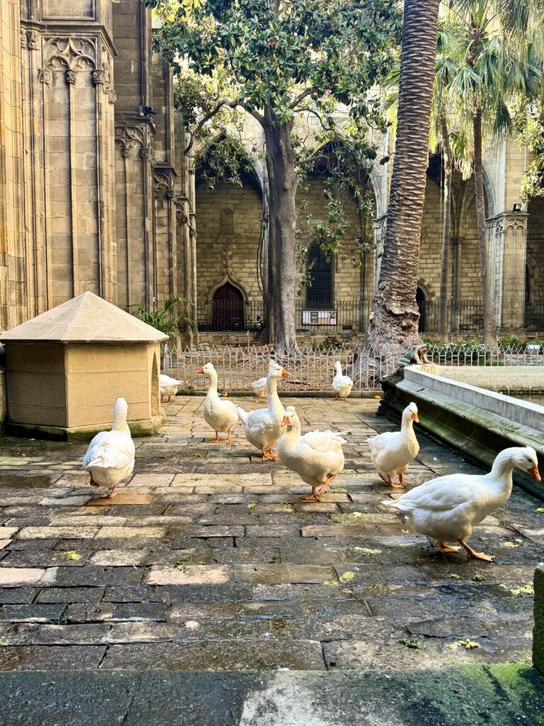 cloister with geese
