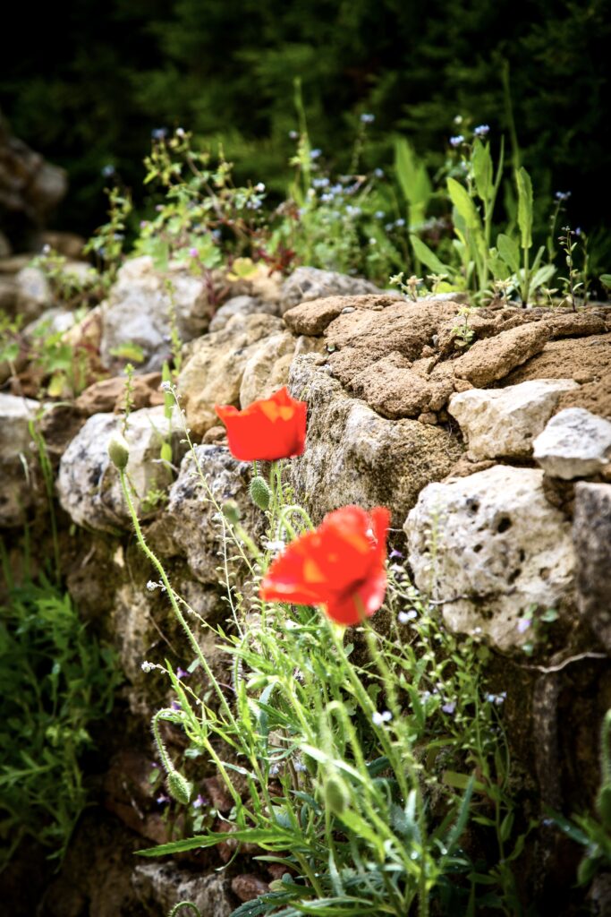 red flowers in Bergerac