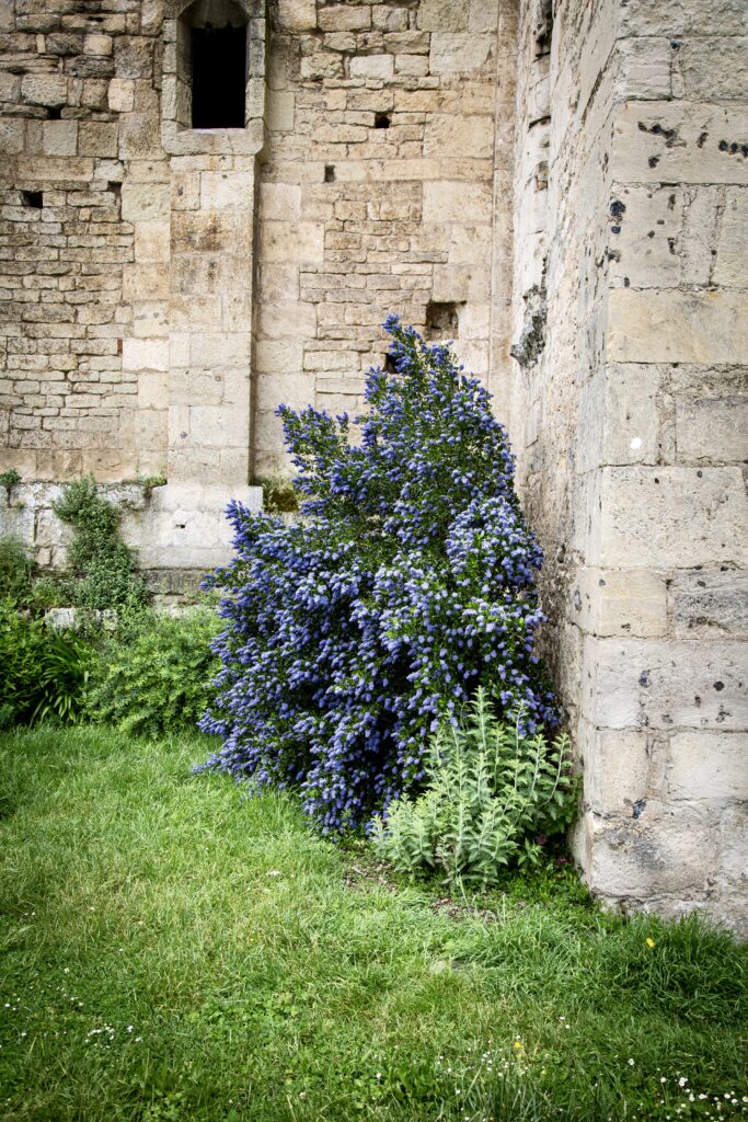 beautiful purple flowers amid the ruins